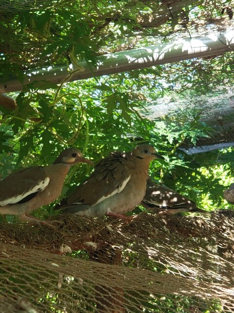 White Wing Dove