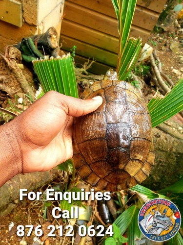 Turtles For Sale In Jamaica (Delivery Available) 