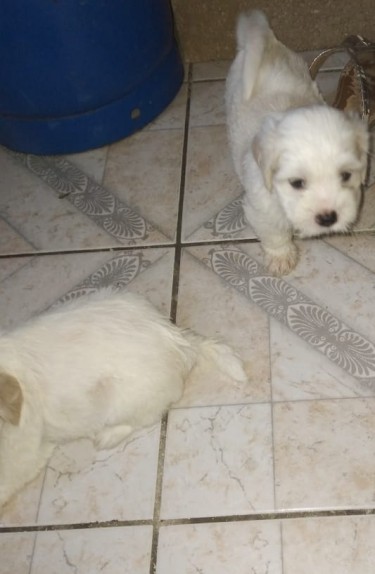 Shih Tzu Poodle Puppies For Sale!!!