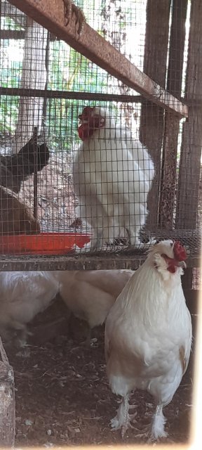 Bantom , Sylkie And Common Chickens.