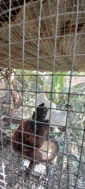 Bantom , Sylkie And Common Chickens.