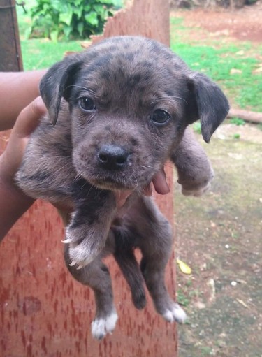 Catahoula X Mastiff Pup - Merle Boy