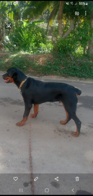 9 Months Old Registered Rottweiler Fully Vaccinate