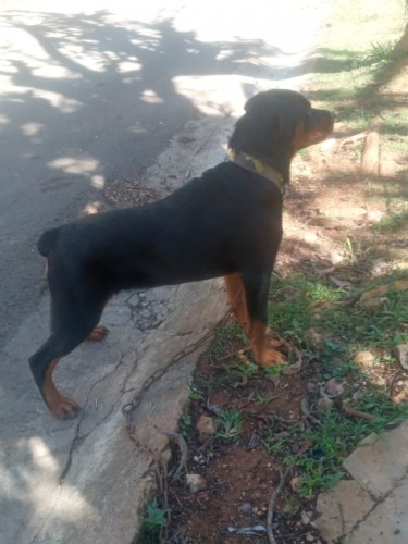 9 Months Old Registered Rottweiler Fully Vaccinate