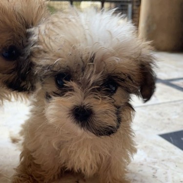 Shih-poo Puppies Available 