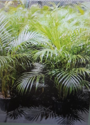 BEAUTIFUL EXOTIC PALMS FOR SALE 