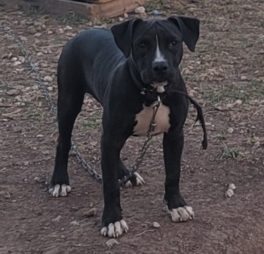  Need To Crop My Pitbull Pup Ears And Tail