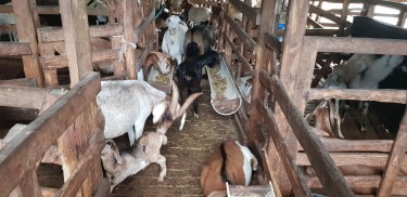 Highbred Goats For Sale 