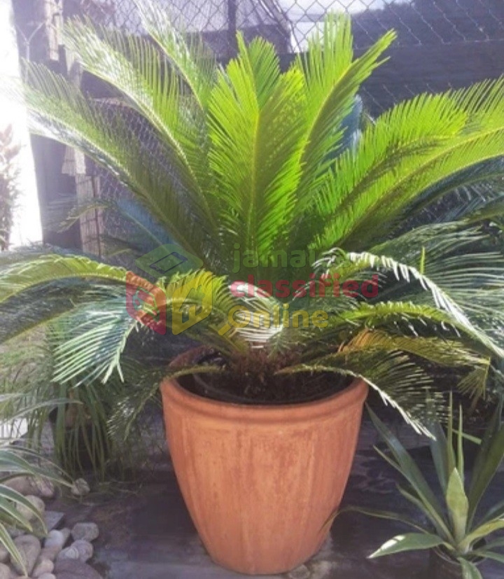 BEAUTIFUL SAGO PALMS FOR SALE - New Kingston