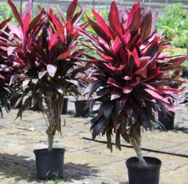 BEAUTIFUL RED TI PLANTS FOR SALE 