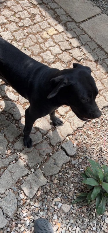 Brazilian Mastiff Mixed With Great Dane Puppy