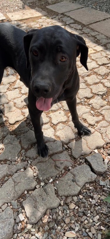 Brazilian Mastiff Mixed With Great Dane Puppy