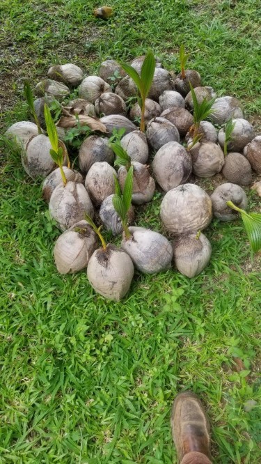 YOUNG COCONUT PLANT 