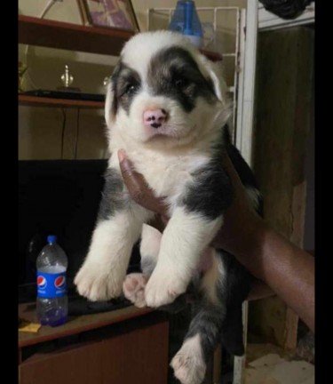 Shepherd Mixed With Shitzu Puppy For Sale