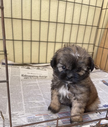 Female Pomeranian Shih Tzu Mix 