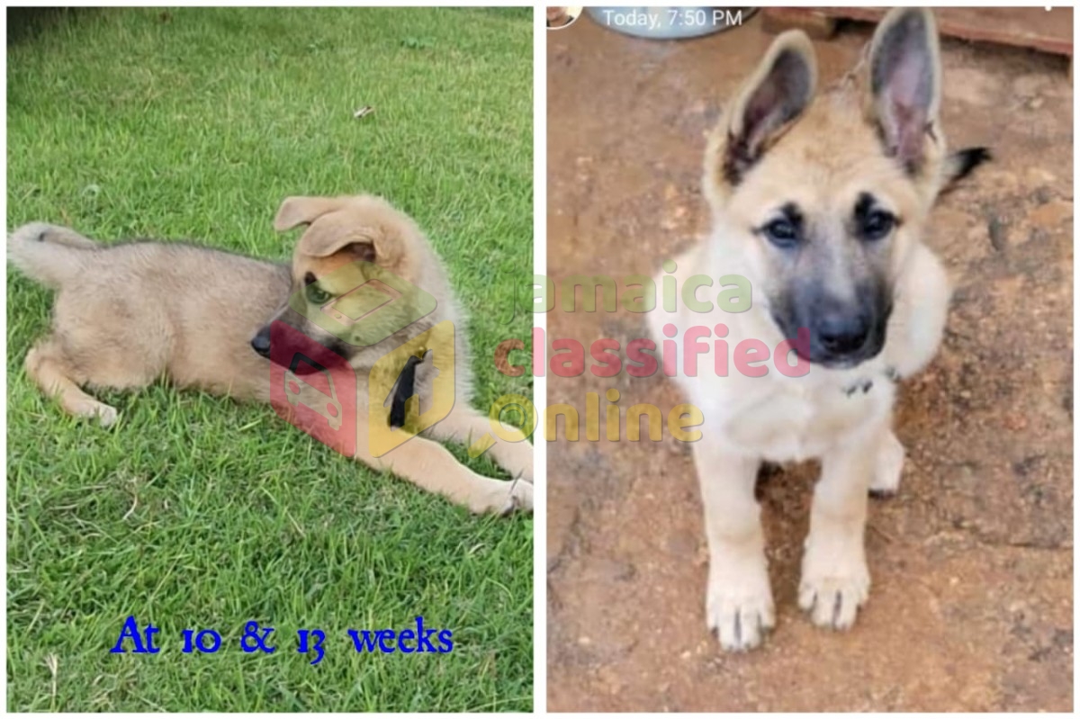 German Shepherd / Akita Puppies for sale in Mandeville Manchester - Dogs