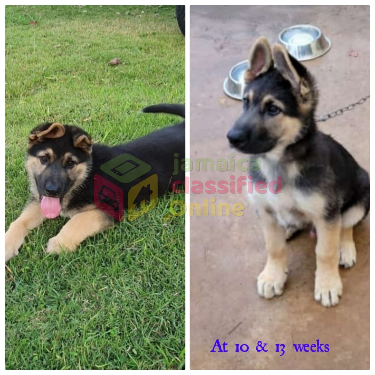 German Shepherd / Akita Puppies for sale in Mandeville Manchester - Dogs