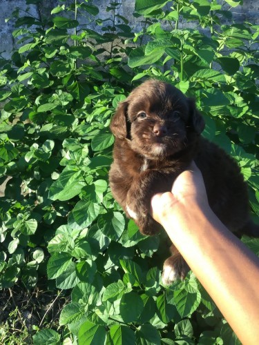 Male Shitzu Poodle Mixed Light And Dark Brown 