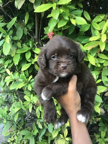 Male Shitzu Poodle Mixed Light And Dark Brown 