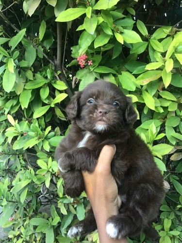 Male Shitzu Poodle Mixed Light And Dark Brown 