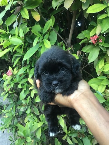 Male Shitzu Poodle Mixed Light And Dark Brown 