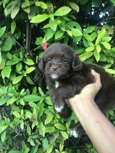 Male Shitzu Poodle Mixed Light And Dark Brown 