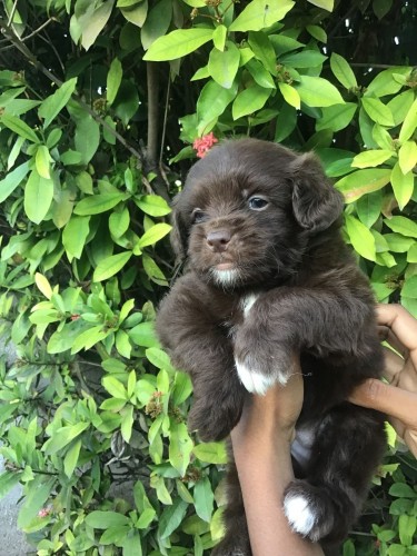 Male Shitzu Poodle Mixed Light And Dark Brown 