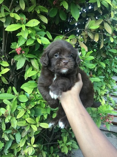 Male Shitzu Poodle Mixed Light And Dark Brown 