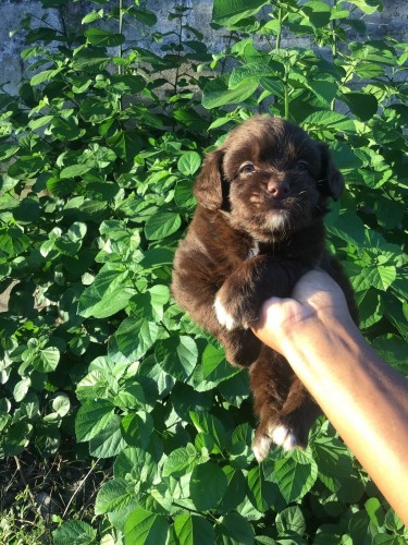 Male Shitzu Poodle Mixed Light And Dark Brown 