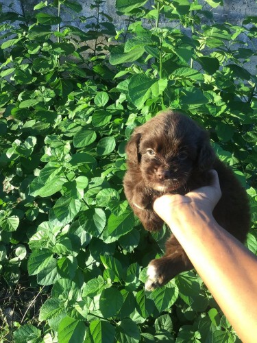 Male Shitzu Poodle Mixed Light And Dark Brown 