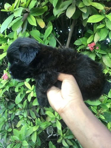 Male Shitzu Poodle Mixed Light And Dark Brown 