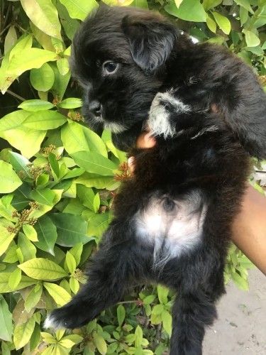 Male Shitzu Poodle Mixed Light And Dark Brown 