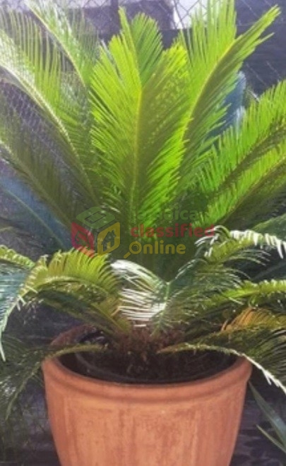 SAGO PALMS FOR SALE - New Kingston