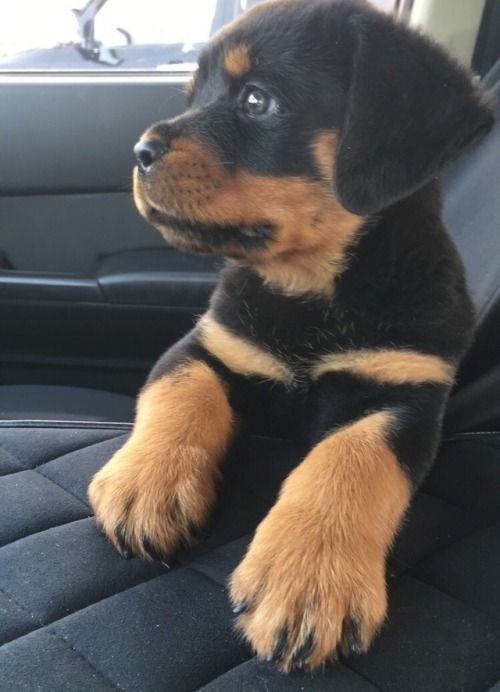 For Sale: Registered Male Rottweiler Pup 4 Weeks Old Now - National Stadium