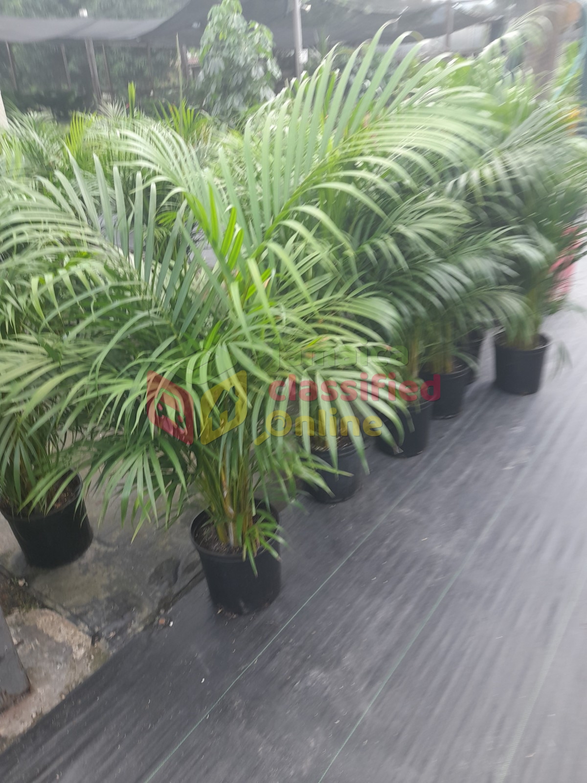 Areca Palms For Sale