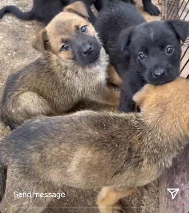 Labrador + Shepherd Puppies 