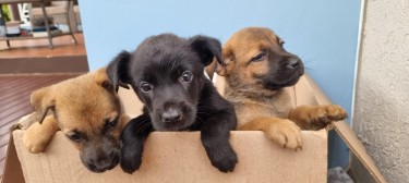Labrador + Shepherd Puppies 