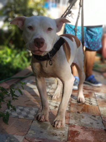 Pitbull Available (Male)