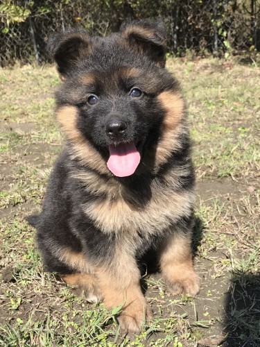 Registered GSD Puppy 7 Weeks Old