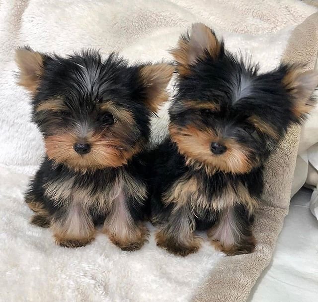 Yorkie Puppies Available Both Male And Female