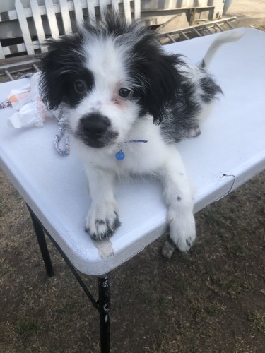 Male Shitzu Poodle Mixed 3 Vaccines Given 