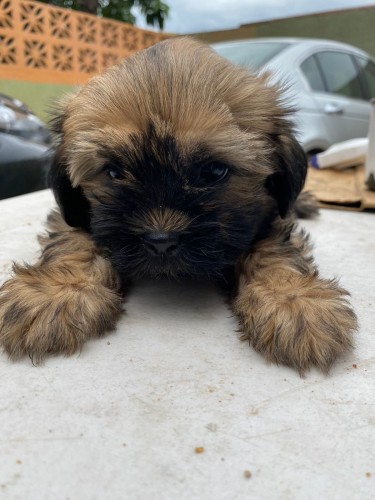 Shih Tzu Puppy For Sale (Female)