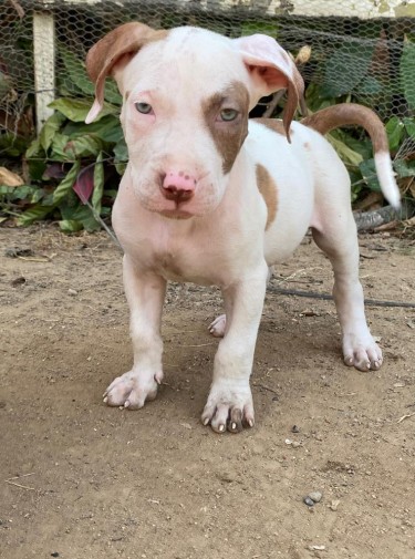 Pitbull Puppies For Sale 