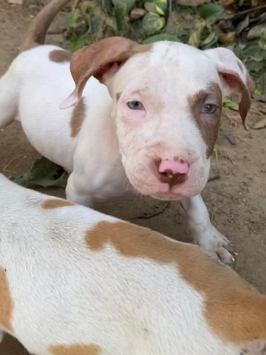 Pitbull Puppies For Sale 