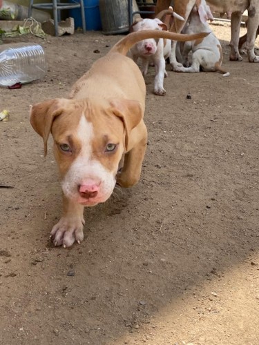 Pitbull Puppies For Sale 