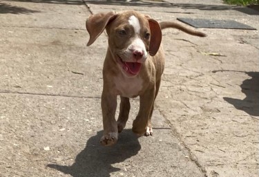 Pitbull Puppies For Sale 