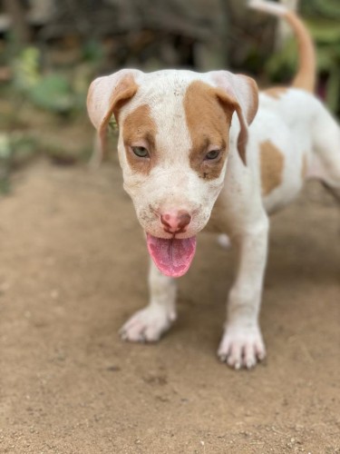 Pitbull Puppies For Sale 