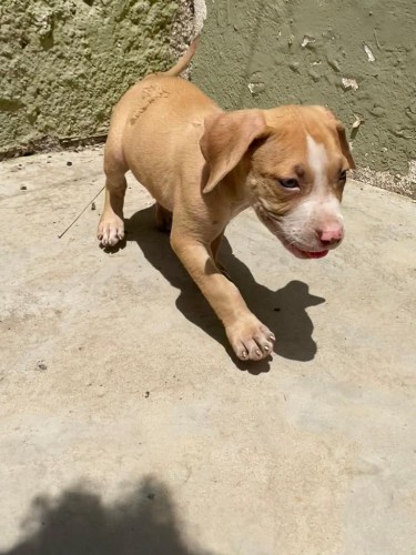 Pitbull Puppies For Sale 