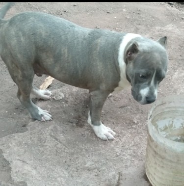 7 Months Old Pitbully Puppy (male)