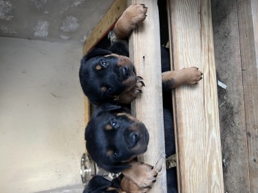 ROTTWEILER PUPS LOOKING FOR LOVING HOME